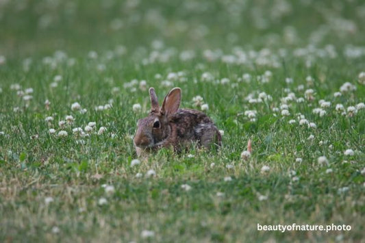 Eastern Cottontail Closeup 23-4767 Horizontal