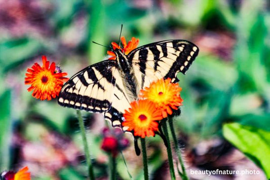 Eastern Tiger Swallowtail 1 Horizontal