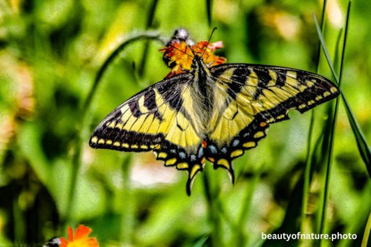 Eastern Tiger Swallowtail 2 Horizontal
