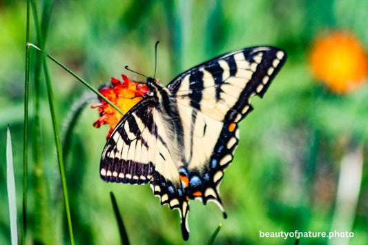 Eastern Tiger Swallowtail 3 Horizontal
