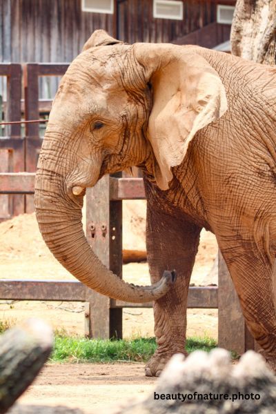 Elephant Vertical