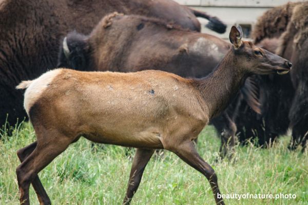 Elk 1 Horizontal