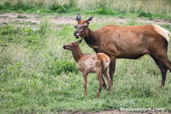 Elk Family E3 Horizontal