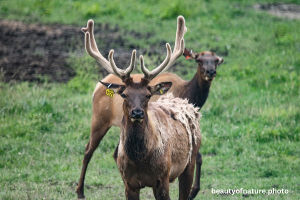 Elk 3 Horizontal