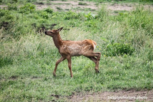 American Elk Calf Horizontal