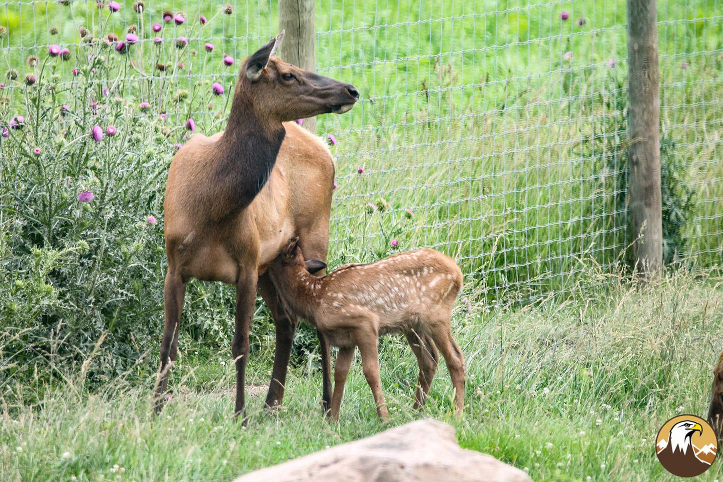 Elk Calf Nursing 1500X1000