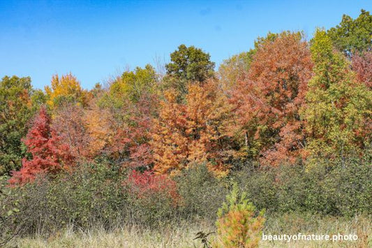 Fall Colors 2 Horizontal