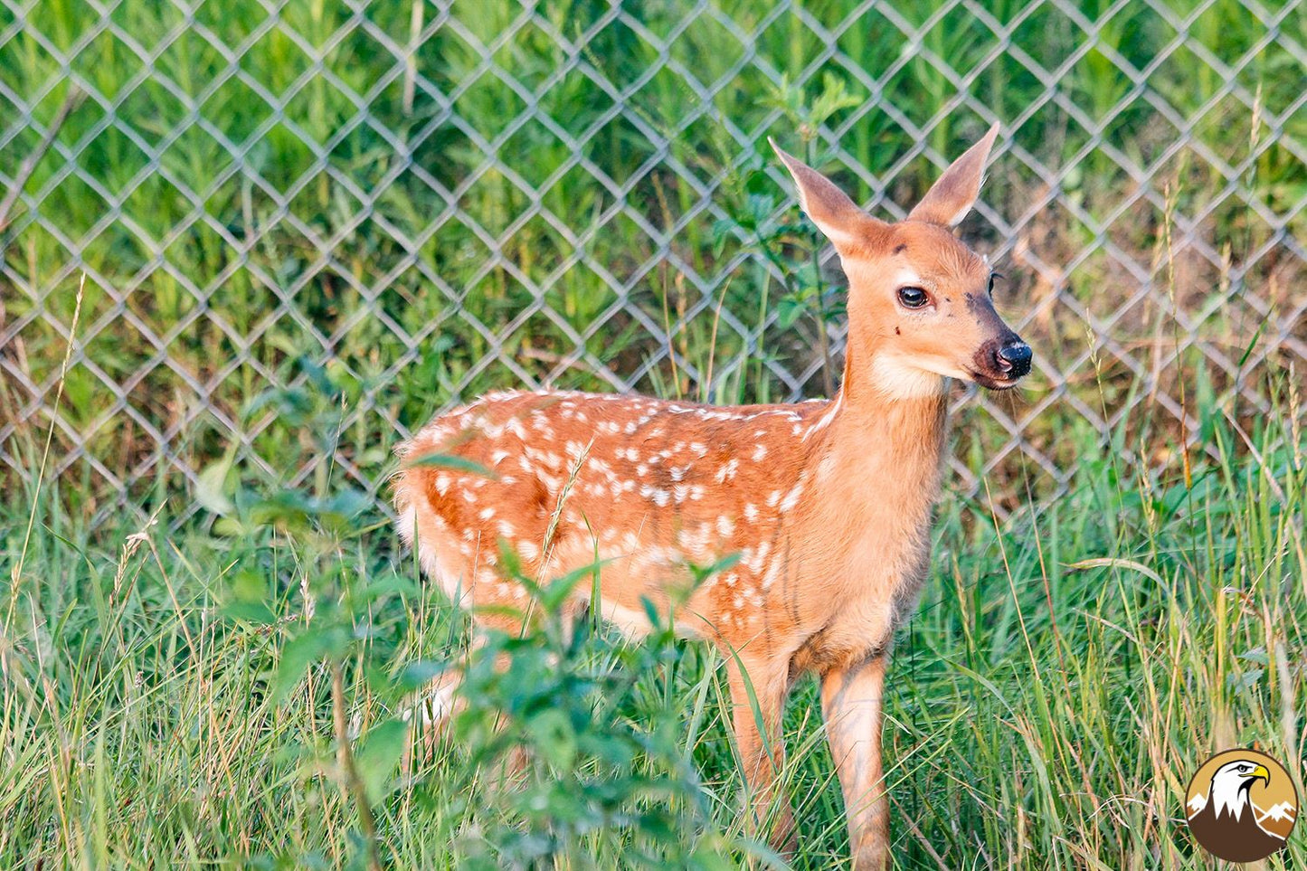 White-tailed Deer Fawn 5 1500X1000