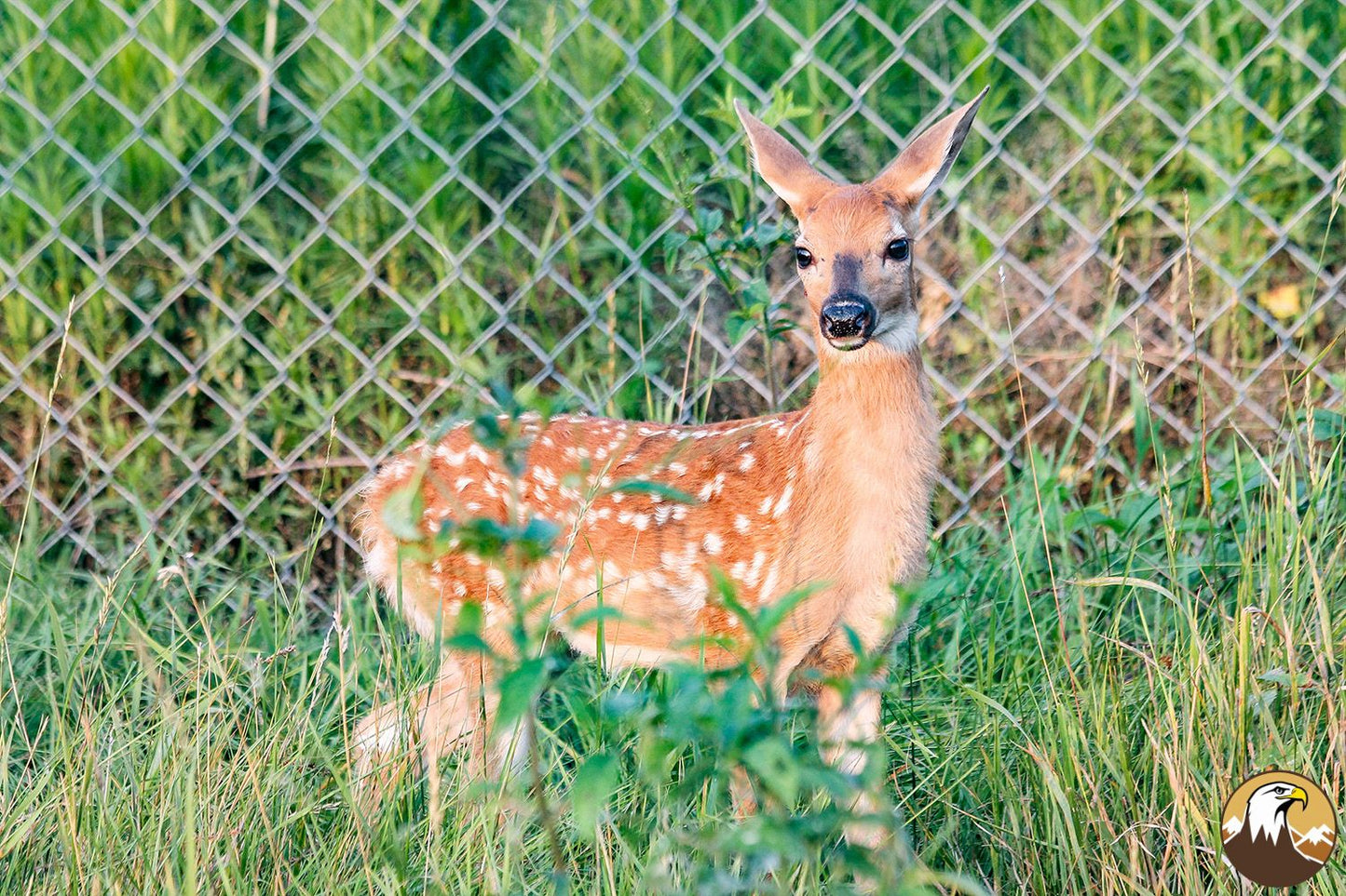 White-tailed Deer Fawn 6 1500X1000