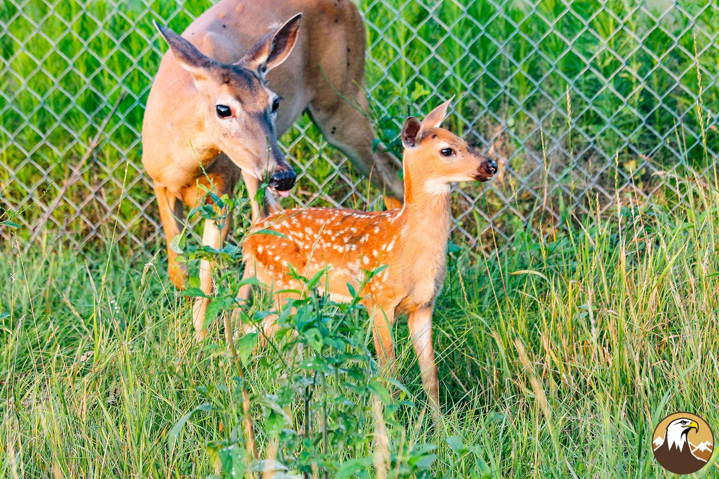 White-tailed Deer Fawn 8 1500X1000