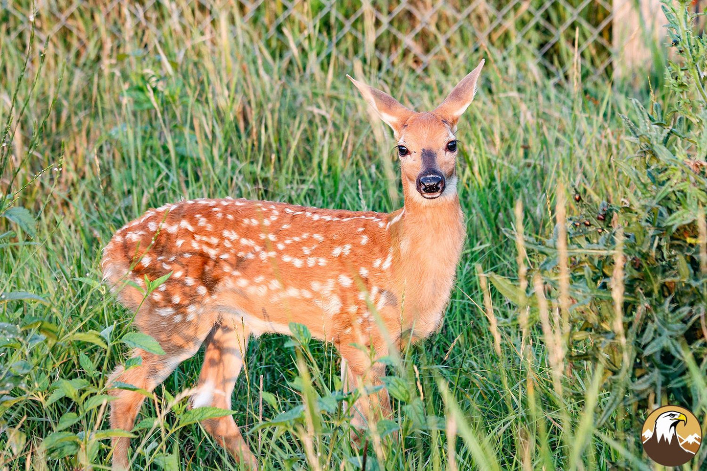 White-tailed Deer Fawn 9 1500X1000