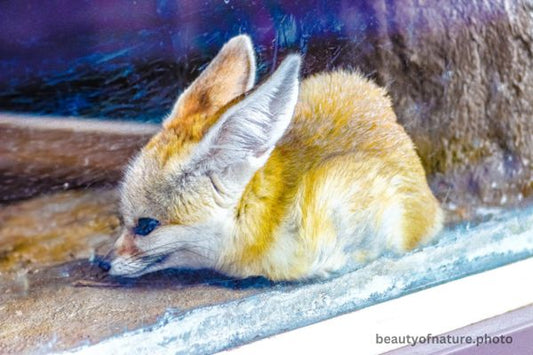 Fennec Fox Horizontal