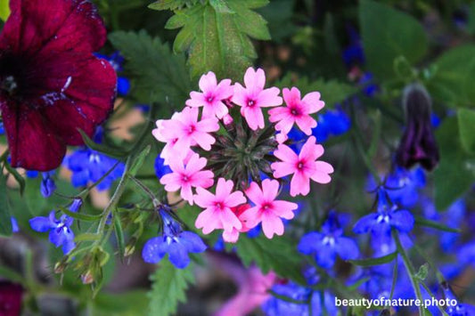 Flower Variety 2 Horizontal