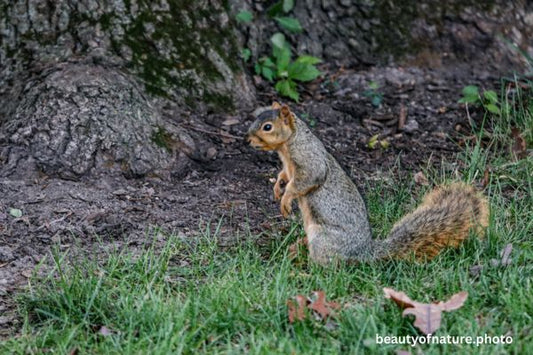 Fox Squirrel 1 Horizontal