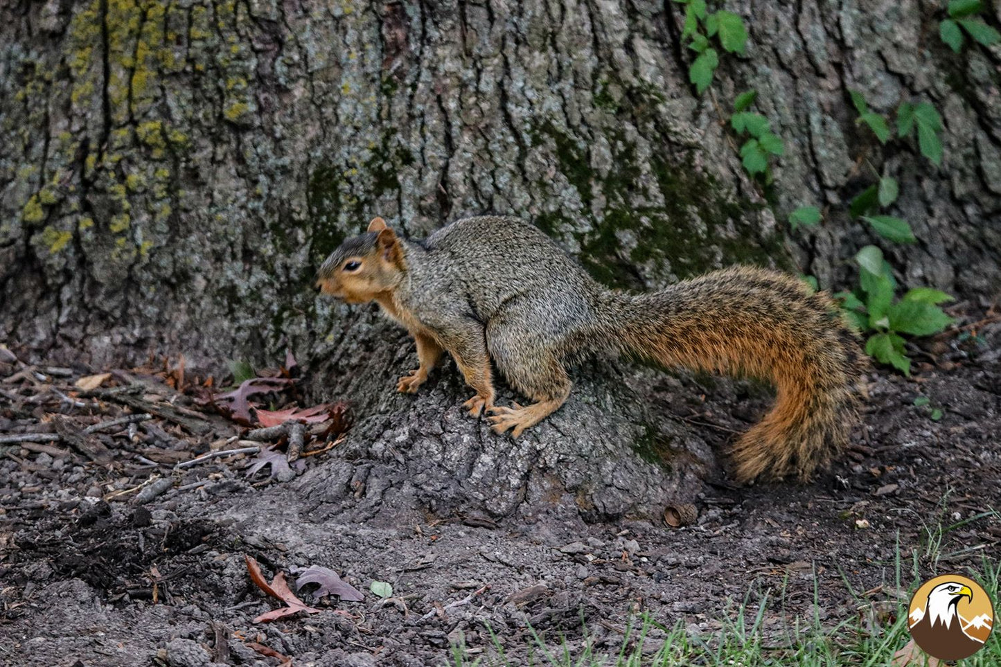 Fox Squirrel 2 1500X1000