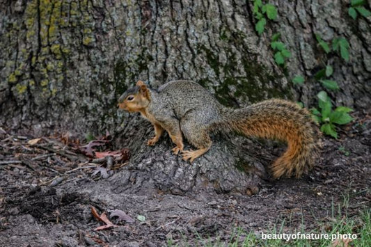 Fox Squirrel 2 Horizontal