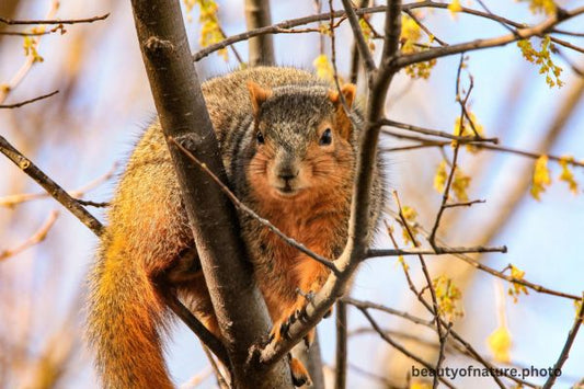 Fox Squirrel 3 Horizontal