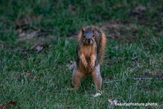 Fox Squirrel 4 Horizontal