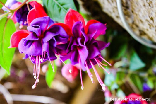 Fuchsia Horizontal