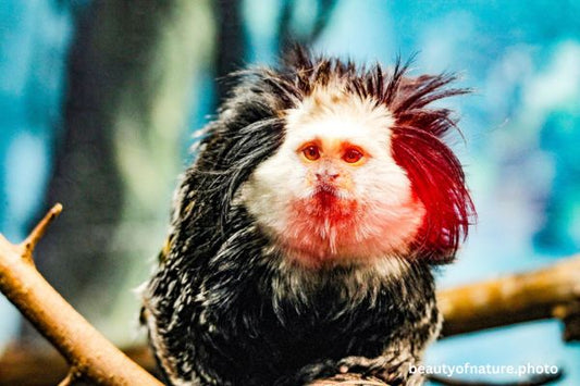 Geoffrey's Marmoset 3 Horizontal