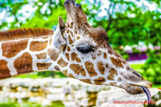 Giraffe 1 Horizontal