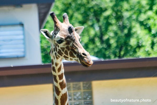 Giraffe 2 Horizontal