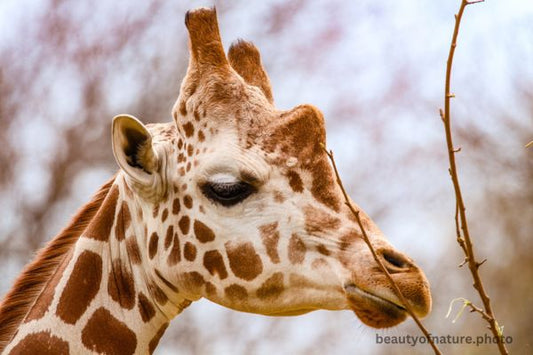 Giraffe 3 Horizontal