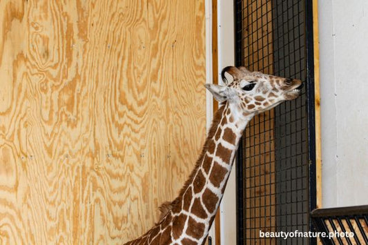 Giraffe Calf Horizontal
