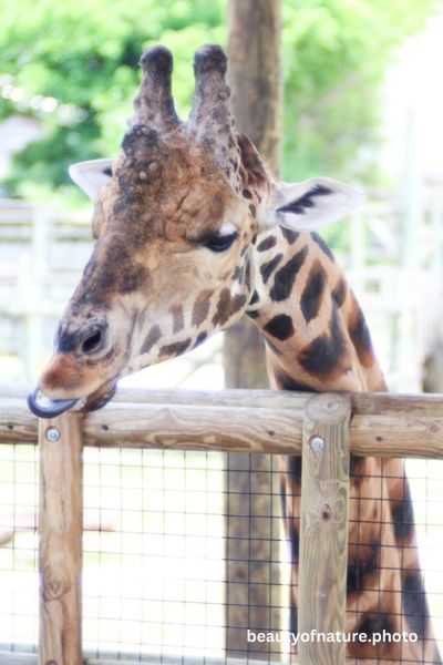 Giraffe Closeup Bokeh Vertical