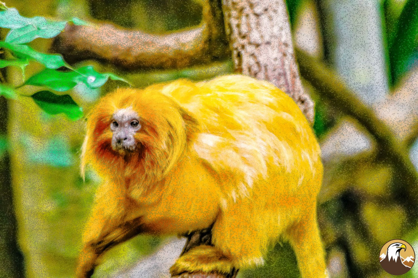 Golden Lion Tamarin 1 1500X1000