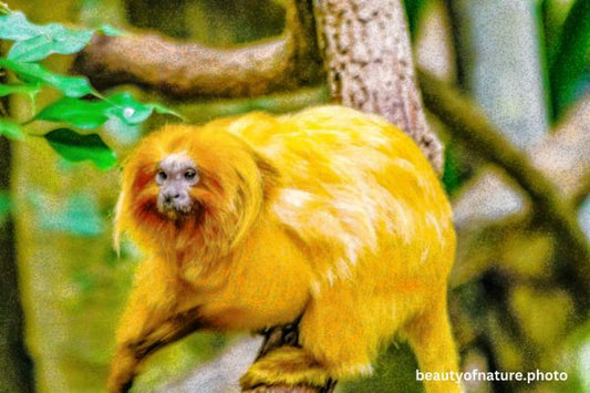 Golden Lion Tamarin 1 Horizontal