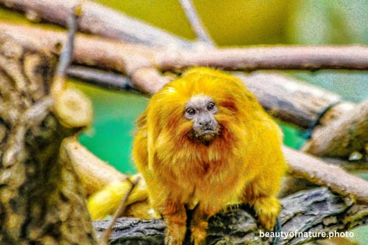 Golden Lion Tamarin 2 Horizontal