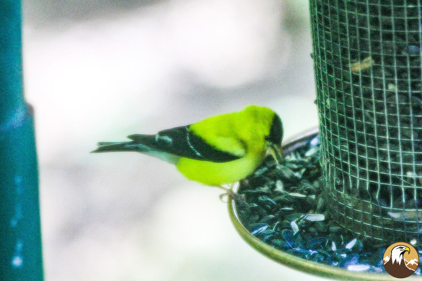 Goldfinch 1 1500X1000