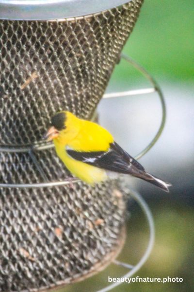 Goldfinch 2 Vertical