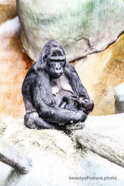 Gorilla Vertical