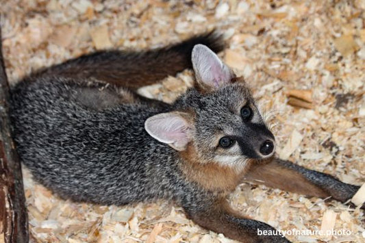Gray Fox Kit Horizontal