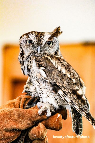 Eastern Screech Owl Gray Morph Vertical