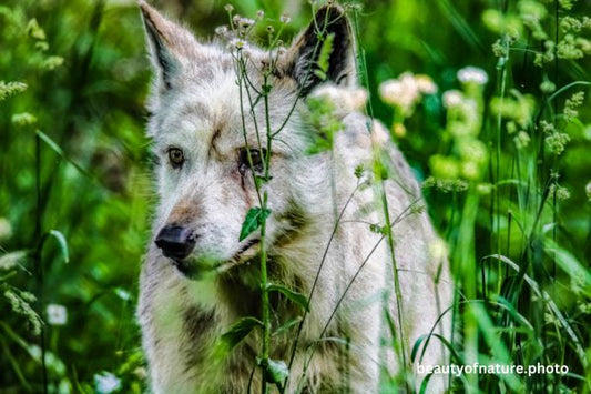Gray Wolf 10 Horizontal