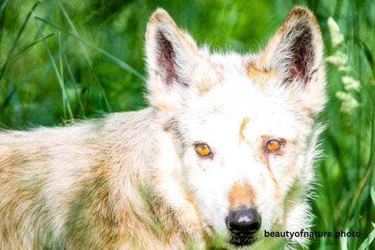 Gray Wolf 11 Horizontal