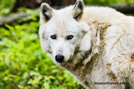 Gray Wolf 14 Horizontal