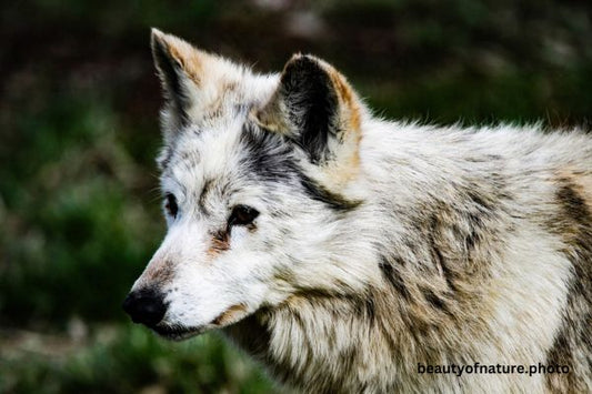 Gray Wolf 15 Horizontal