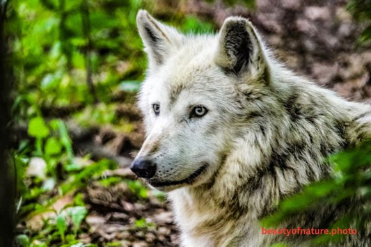 Gray Wolf 1 Horizontal