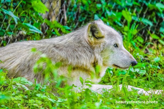 Gray Wolf 2 Horizontal