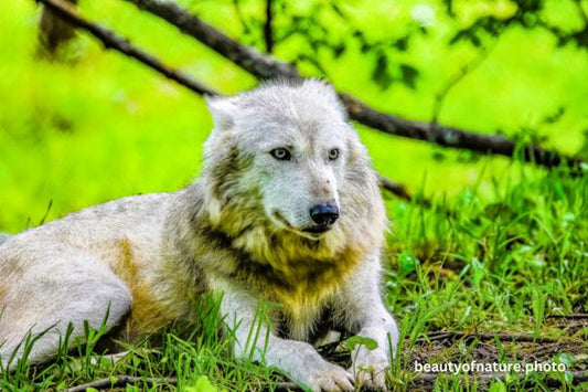 Gray Wolf 3 Horizontal