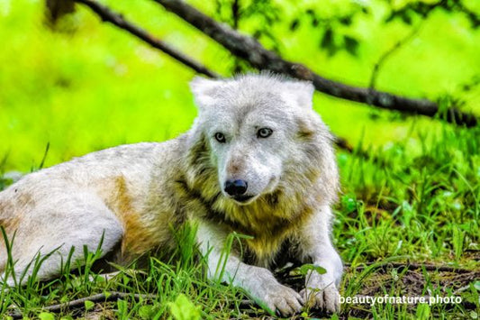 Gray Wolf 4 Horizontal