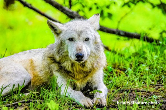 Gray Wolf 5 Horizontal