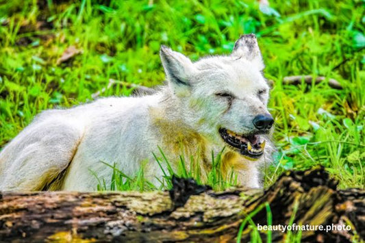 Gray Wolf 6 Horizontal