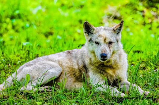 Gray Wolf 7 Horizontal