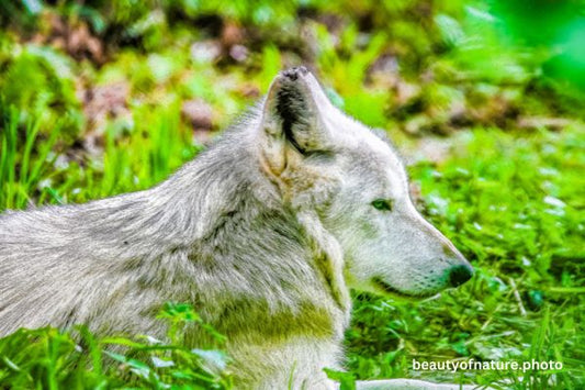 Gray Wolf 8 Horizontal
