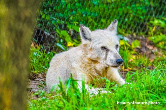 Gray Wolf 9 Horizontal